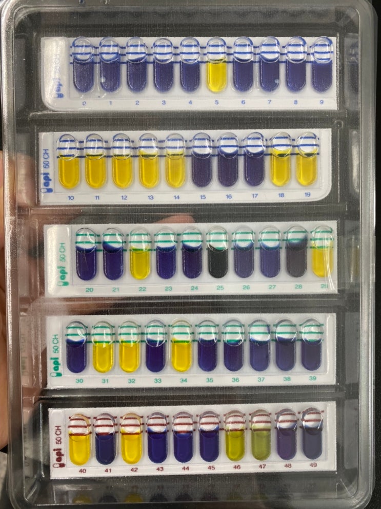Api 50ch 50 chl medium 