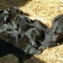흑염소농장에 아기 염소들이 많이 태어났습니다!