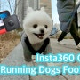 인스타360 One R 로 찍은 4k 강아지 산책영상..^^