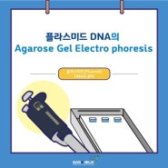 [플라스미드(Plasmid) DNA의 분리]플라스미드 DNA의 Agarose Gel Electrophoresis(전기영동) - 개요 -