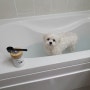 강아지입욕제추천 댕댕이가 좋아하는 강아지목욕용품 바스몽!