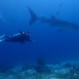 [필리핀 두마게티] 스페셜투어 다이빙 오슬롭 고래상어 + 수밀론 섬 두마게티 세부 다이빙