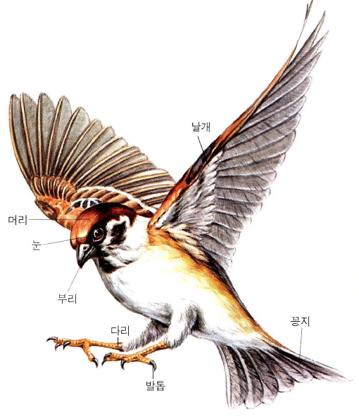 참새 -한국의 대표적인 텃새 : 네이버 블로그