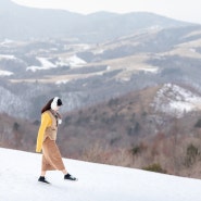 겨울 데이트코스 필수! 대관령 양떼목장 그리고 삼양목장에서 인생사진 찍기!