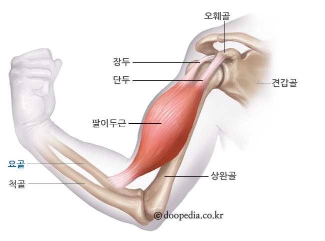 [빠른병원] 손흥민이 당한 '요골골절'이란? : 네이버 블로그