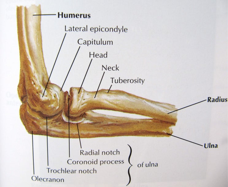 팔꿈치(주관절 Elbow)의 해부학적 구조 : 네이버 블로그