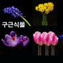 7 봄꽃이 매력적인 구근식물/ 7 spring bulbous plants