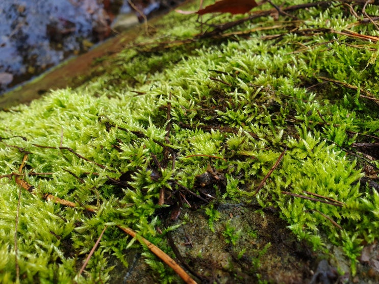 긴양털이끼 Brachythecium buchananii 네이버 블로그