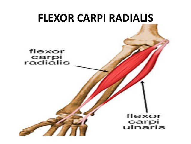 요측 수근굴근(Flexor Carpi Radialis) 및 척측 수근굴근(Flexor Carpi Ulnaris) : 네이버 블로그