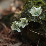 수리산 변산바람꽃.노루귀 탐사