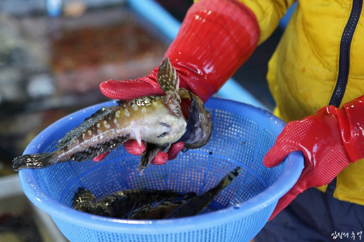 어한기 3월에 먹으면 좋은 제철 생선 : 네이버 블로그