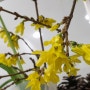 봄소식 개나리 꽃말 사무실에 피다.