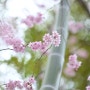 부산 첫 벚꽃.....배화학교에서~/부산배화학교