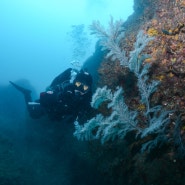 [서귀포스쿠버&체험다이빙] 코로나19 저리강~ 다이빙교육 ~ 제주도 바닷속은 안전해용 ㅎㅎ