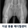 송파구 강아지 슬개골 탈구 수술, 강아지가 잘 못 걸어요, 송파,잠실 동물병원