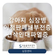 【강아지심장병 심장전문동물병원】 판막폐쇄부전증, 건삭인대단열증 지단과 치료 / 위례S동물의료센터 심장센터