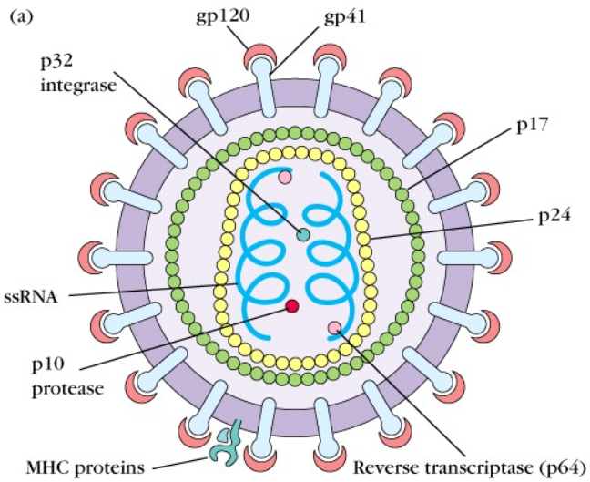 structure-of-hiv-finding-a-cure-for-hiv-aids