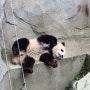 [중국 - 청두] 청두의 랜드마크 판다기지 / 숑마오지디 & 熊猫基地