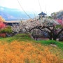 봄빛 가득한 섬진강변 광양 매화마을, 홍쌍리 청매실농원