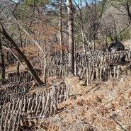 지리산 이시마표고버섯 농원 봄이 오고 있어요