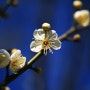 이른 봄꽃 매화, 산수유, 목련, 남천 열매, 동백꽃, 부추