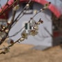 2월 다녀 온... #함안 함주공원, 공원에는 봄꽃과 좋아하는 시인의 시(詩)들로 가득합니다.