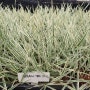 흰줄무늬염주그라스 사초 모종 농장