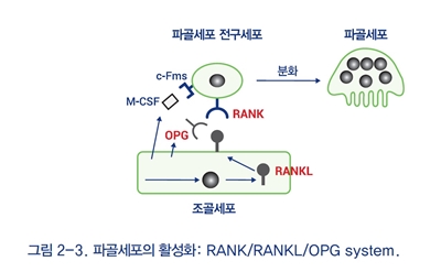 파골세포 다이어그램