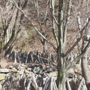 지리산 이시마표고버섯 농원 봄이 오고있어요