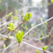 지리산 이시마표고버섯 봄이 왔어요!