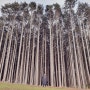 제주 안돌오름 편백나무숲 요즘 떠오르는 사진 명소!