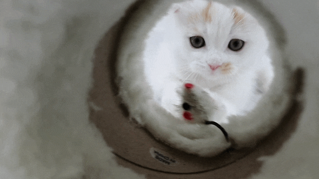가성비 좋은 다이소 고양이 장난감 후기 : 네이버 블로그