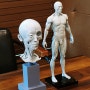 얼굴마사지 전신마사지 상담에 사용 할 비엠아트센터 3D 인체모형과 두상모형 구입