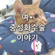 청라동물병원 # 수컷 고양이 중성화수술 " 여* " -루비동물병원