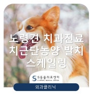 【강아지 치근단농양】 노령견 치과수술, 노령견 스케일링 / 잠실 송파 성남 위례동물병원 위례S동물의료센터