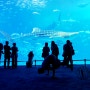 오키나와 여행 츄라우미 수족관 고래상어를 만나본 랜드마크