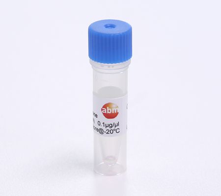 [Abmgood] Ng2 promoter-CRE-IRES-dsRED Adenovirus : 네이버 블로그
