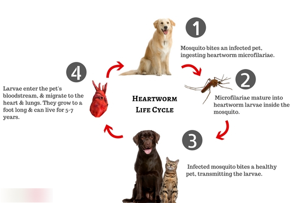 심장사상충 감염 Heartworm(Dirofilaria immitis) infection : 네이버 블로그