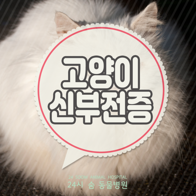 고양이 만성신부전 증상과 만성신부전 말기 케어(만성신부전 초기, 중기, 말기 증상) : 네이버 블로그