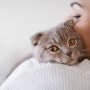 [온마음 펫시터] 고양이에게 인기를 얻기위한 3가지 방법