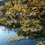 [전남 구례군] 봄꽃 산수유가 아름다운 MBN 자연스럽게 촬영지 현천마을