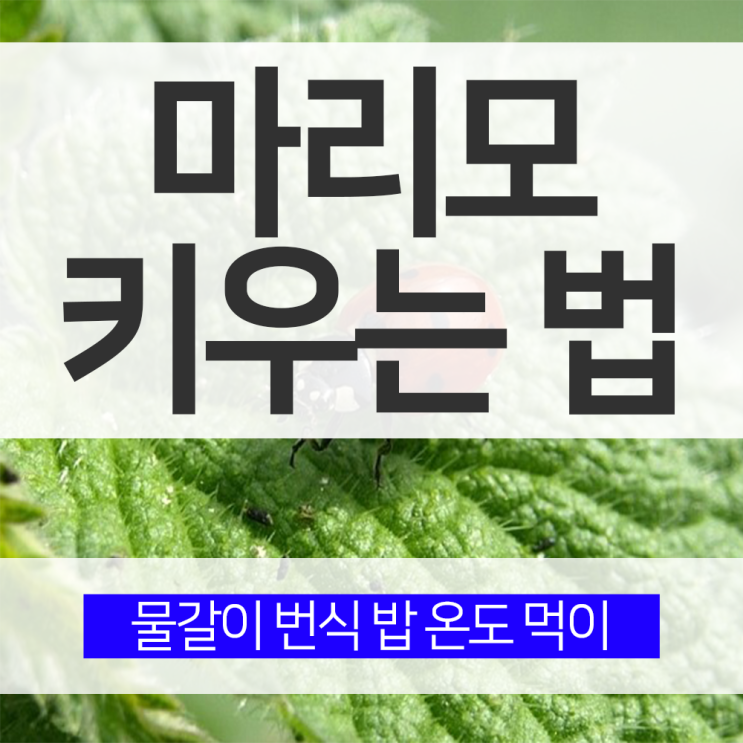 마리모 키우는법 물갈이 번식 밥 온도 먹이 주는 방법 어떻게 키울까? : 네이버 블로그