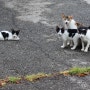 [2018년 7월~9월 고양이들 소식] 쿠쿠와 오레오가 낳은 새끼 고양이들