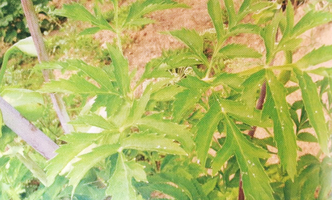 강활 의 효능 성분 성질 활용법 에 대해 알아볼게요 : 네이버 블로그