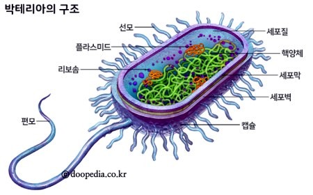 미생물학] 세균(Bacteria) 이란? *요약정리 : 네이버 블로그