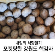 강원도 핵감자 포켓팅 성공기념 감자전 만들기/ 내일의 식량일기 #4