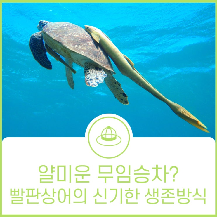 빨판 하나면 어디든 갈 수 있다!? 빨판상어의 신기한 생존방식 : 네이버 블로그