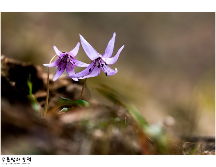 변화산 사건의 의미(막 9:2~13절, 2020년 3월 21일 성경묵상) : 네이버 블로그