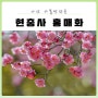 아산 가볼만한곳 :: 봄 향기 가득 현충사 홍매화