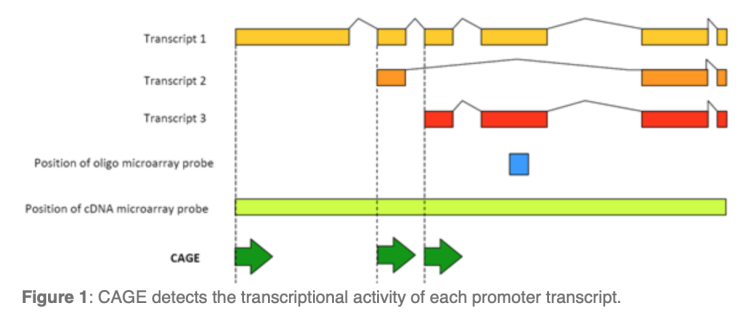 CAGE (Cap Analysis of Gene Expression) : 네이버 블로그